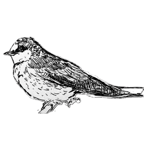 my drawing of a swallow.